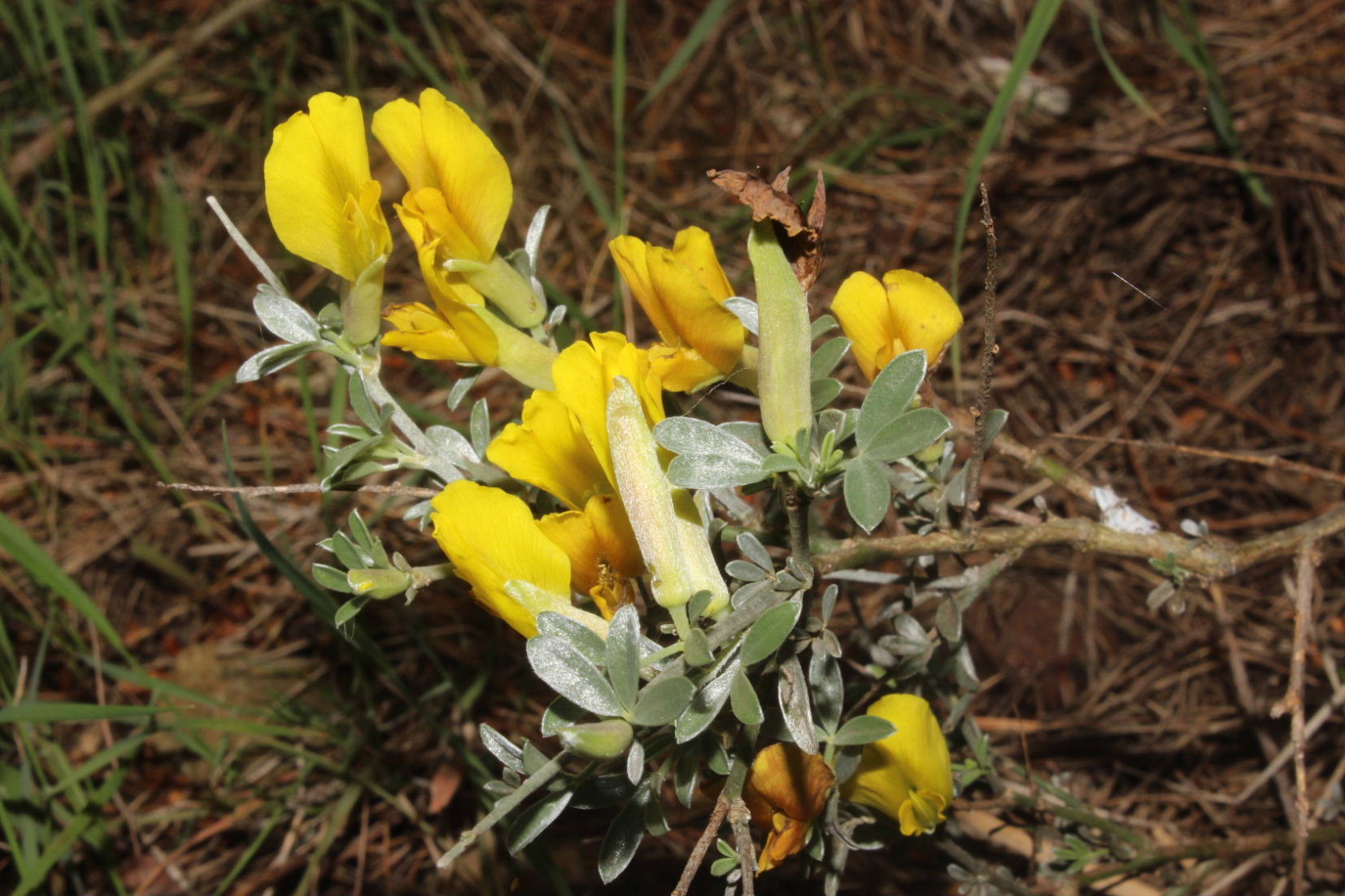 Cytisus spinescens / Citiso spinoso